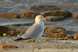 Ring-billed Gull at Sheboygan, WI