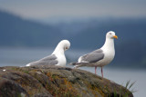 Glaucous-winged Gull, Anacourtes, WA