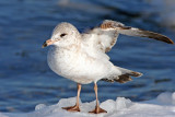 Ring-billed Gull at South Shore Yacht Club, Milw.