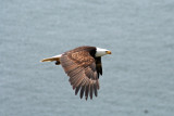 Bald Eagle in Flight. Anacourtes, WA