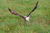 Red-tail Hawk taking off. Ozaukee Co, WI