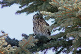 Short-eared Owl, Collins Marsh, Manitowoc Co, WI