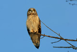 Short-eared Owl, Collins Marsh, Manitowoc Co, WI
