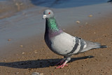 Rock Dove at South Shore Yacht Club, Milwaukee