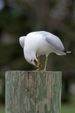 Ring-billed Gull displaying at Lakeshore Park, Fond du lac, WI