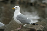 Herring Gull at Lakeshore Park, Fond du lac, WI