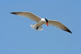 Caspian Tern, Racine, WI