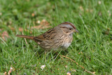 Lincolns Sparrow. Cedarburg, WI