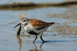 Dunlin. Manitowoc, WI