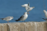 Black-legged Kittiwake. Sheboygan, WI