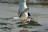 Litttle Gulls. Sheboygan,WI