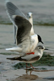 Litttle Gulls. Sheboygan,WI