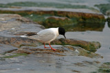 Little Gull. Sheboygan WI