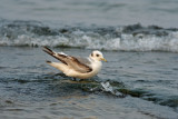 Black-legged Kittiwake. Sheboygan, WI