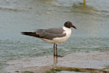 Laughing Gull. Sheboygan,WI