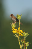 Song Sparrow at Horicon Marsh, WI