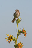 Song Sparrow at Horicon Marsh, WI