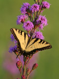Eastern Tiger Swallowtail at Riversedge Nature Center, Newburg WI