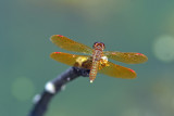 Eastern Amberwing. Brown Deer Park. Milw, WI