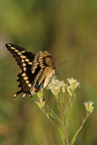 Giant Swallowtail at Riveredge Nature Center. Newburg, WI