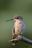 Ruby-throated Hummingbird. Newburg, WI