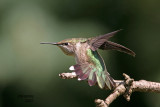 Ruby-throated Hummingbird. Newburg, WI