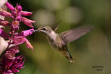 Ruby-throated Hummingbird. Newburg, WI