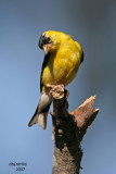 American Goldfinch. Newburg, WI