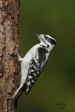 Downy Woodpecker. Newburg, WI