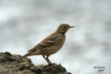 American Pipit. Lake Park, Milwaukee