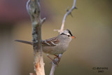 White-crowned Sparrow. Newburg, WI