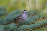 White-crowned Sparrow. Newburg, WI