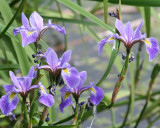 Iris versicolore