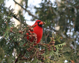 Cardinal rouge