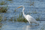 Grande Aigrette