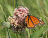 Monarque / Monarch (Danaus plexippus)