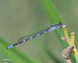 Enallagma carunculatum - Tule bluet male (Agrion des scirpes)