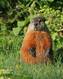 Marmotte commune