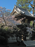 Cherry blossoms at the gate, Japanese Tea Garden  0834
