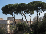 Pines and Colosseum  0662