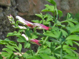Fumitory blossoms 0682