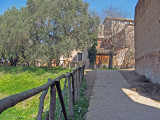 Stone Walk and Olive Trees  0684