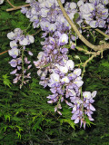 Wisteria and Japanese Maple  1016