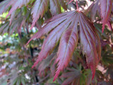 Red Japanese Maple  1142