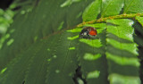 Lady bug II  1470