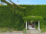 Vine-covered offices  <br />1861