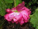 Gallica rose after the rain<br />2448