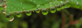 Rose leaf and raindrops<br />2467