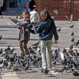 Pigeons and friends   0535