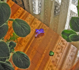 Streptocarpus with water color effect <br />2839cwc